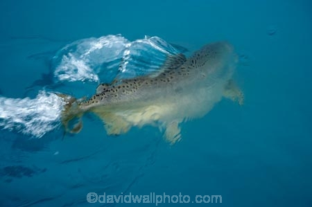 aqua-farm;aqua-farming;aqua-farms;aqua_farm;aqua_farming;aqua_farms;aquaculture;aquafarm;aquafarming;aquafarms;fish;fish-farm;fish-farming;fish_farm;fish_farming;fishes;fishing;High-Country-Salmon;Mackenzie-Country;Mackenzie-District;N.Z.;New-Zealand;NZ;Ohau-Canal;S.I;Salmon;SI;South-Canterbury;South-Is;South-Island;sport-fish