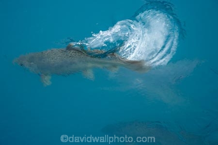 aqua-farm;aqua-farming;aqua-farms;aqua_farm;aqua_farming;aqua_farms;aquaculture;aquafarm;aquafarming;aquafarms;fish;fish-farm;fish-farming;fish_farm;fish_farming;fishes;fishing;High-Country-Salmon;Mackenzie-Country;Mackenzie-District;N.Z.;New-Zealand;NZ;Ohau-Canal;S.I;Salmon;SI;South-Canterbury;South-Is;South-Island;sport-fish