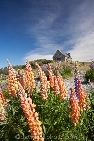 building;buildings;Canterbury;christian;christianity;church;Church-of-the-Good-Shepherd;churches;faith;floral;flower;flowering;flowers;heritage;historic;historic-building;historic-buildings;historical;historical-building;historical-buildings;history;lupin;lupine;lupines;lupins;lupinus;Mackenzie-Country;N.Z.;New-Zealand;NZ;old;orange;place-of-worship;places-of-worship;religion;religions;religious;S.I.;SI;South-Canterbury;South-Is.;South-Island;spring;springtime;summer;summertime;Tekapo;The-Church-of-the-Good-Shepherd;tradition;traditional;wild-flower;wild-flowers;wild-lupins;wild_flower;wild_flowers;wildflower;wildflowers