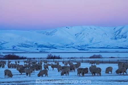 agricultural;agriculture;altitude;Canterbury;cold;country;countryside;dusk;evening;farm;farming;farmland;farms;field;fields;freeze;freezing;high-altitude;livestock;Mackenzie-Country;meadow;meadows;mount;mountain;mountain-peak;mountainous;mountains;mountainside;mt;mt.;N.Z.;New-Zealand;NZ;paddock;paddocks;pasture;pastures;peak;peaks;pink;pink-sky;range;ranges;rural;S.I.;season;seasonal;seasons;sheep;SI;snow;snow-capped;snow_capped;snowcapped;snowy;Snowy-Farmland;South-Canterbury;South-Is;South-Island;stock;summit;summits;Tekapo;twilight;white;winter;wintery