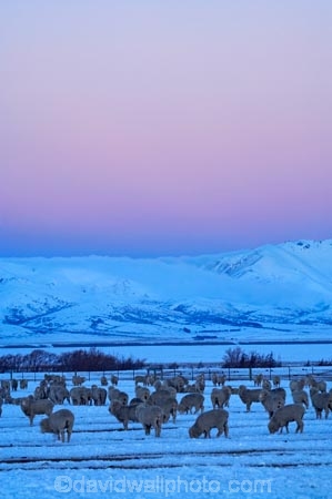 agricultural;agriculture;altitude;Canterbury;cold;country;countryside;dusk;evening;farm;farming;farmland;farms;field;fields;freeze;freezing;high-altitude;livestock;Mackenzie-Country;meadow;meadows;mount;mountain;mountain-peak;mountainous;mountains;mountainside;mt;mt.;N.Z.;New-Zealand;NZ;paddock;paddocks;pasture;pastures;peak;peaks;pink;pink-sky;range;ranges;rural;S.I.;season;seasonal;seasons;sheep;SI;snow;snow-capped;snow_capped;snowcapped;snowy;Snowy-Farmland;South-Canterbury;South-Is;South-Island;stock;summit;summits;Tekapo;twilight;white;winter;wintery