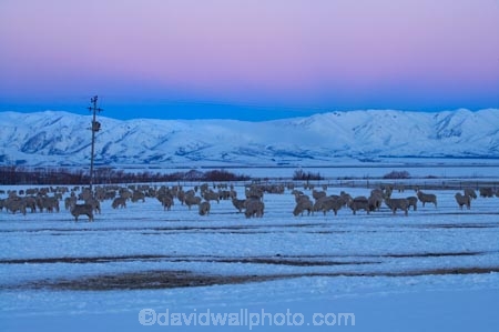 agricultural;agriculture;altitude;Canterbury;cold;country;countryside;dusk;evening;farm;farming;farmland;farms;field;fields;freeze;freezing;high-altitude;livestock;Mackenzie-Country;meadow;meadows;mount;mountain;mountain-peak;mountainous;mountains;mountainside;mt;mt.;N.Z.;New-Zealand;NZ;paddock;paddocks;pasture;pastures;peak;peaks;pink;pink-sky;range;ranges;rural;S.I.;season;seasonal;seasons;sheep;SI;snow;snow-capped;snow_capped;snowcapped;snowy;Snowy-Farmland;South-Canterbury;South-Is;South-Island;stock;summit;summits;Tekapo;twilight;white;winter;wintery