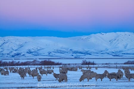 agricultural;agriculture;altitude;Canterbury;cold;country;countryside;dusk;evening;farm;farming;farmland;farms;field;fields;freeze;freezing;high-altitude;livestock;Mackenzie-Country;meadow;meadows;mount;mountain;mountain-peak;mountainous;mountains;mountainside;mt;mt.;N.Z.;New-Zealand;NZ;paddock;paddocks;pasture;pastures;peak;peaks;pink;pink-sky;range;ranges;rural;S.I.;season;seasonal;seasons;sheep;SI;snow;snow-capped;snow_capped;snowcapped;snowy;Snowy-Farmland;South-Canterbury;South-Is;South-Island;stock;summit;summits;Tekapo;twilight;white;winter;wintery