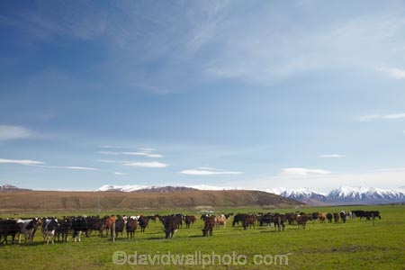 agricultural;agriculture;animal;animals;Canterbury;cattle;country;countryside;cow;cows;dairy;dairy-cow;dairy-cows;dairy-farm;dairy-farming;dairy-farms;farm;farming;farmland;farms;field;fields;grass;grassy;Herbivore;Herbivores;Herbivorous;irrigated;irrigation;Livestock;Mackenzie-Country;Mackenzie-Country-Dairy-Farm;Mackenzie-Country-Dairy-Farms;Mackenzie-District;mammal;mammals;meadow;meadows;N.Z.;new-zealand;NZ;paddock;paddocks;pasture;pastures;rural;S.I.;SI;South-Canterbury;South-Is.;South-Island;stock