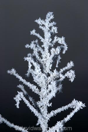 cold;freeze;freezes;frost;frosted;frosty;frozen;grass;hoar;hoar-frost;ice;icy;leaf;leaves;Mackenzie-Country;New-Zealand;plant;season;seasonal;seasons;seed-head;South-Island;Twizel;winter;wintry