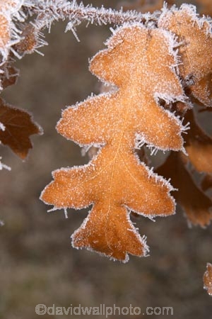 cold;freeze;freezes;frost;frosted;Frosted-Leaf;frosty;frosty-oak-leaf;frozen;grass;hoar;hoar-frost;ice;icy;leaf;leaves;Mackenzie-Country;New-Zealand;oak;oak-leaf;oak-leaves;oaks;season;seasonal;seasons;South-Island;Twizel;winter;wintry