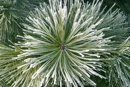 cold;conifer;conifers;evergreen;evergreens;freeze;freezes;frost;frosted;frosty;frozen;hoar;hoar-frost;ice;icy;leaf;leaves;Mackenzie-Country;needle;needles;New-Zealand;pine;pine-needles;pine-tree;pine-trees;pines;pinetree;pinetrees;plant;season;seasonal;seasons;South-Island;Twizel;winter;wintry