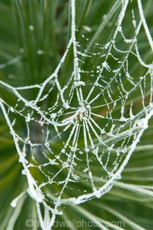 cold;conifer;conifers;evergreen;evergreens;freeze;freezes;frost;frosted;frosty;frozen;hoar;hoar-frost;ice;icy;leaf;leaves;Mackenzie-Country;needle;needles;net;nets;New-Zealand;pine;pine-needles;pine-tree;pine-trees;pines;pinetree;pinetrees;plant;season;seasonal;seasons;South-Island;spider-web;spider-webs;Twizel;web;webs;winter;wintry