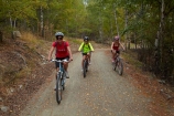 Alps-2-Ocean-cycle-trail;Alps-to-ocean-cycle-trail;bicycle;bicycles;bike;bike-track;bike-tracks;bike-trail;bike-trails;bikes;boy;boys;Canterbury;child;children;cycle;cycle-track;cycle-tracks;cycle-trail;cycle-trails;cycler;cyclers;cycles;cyclist;cyclists;excercise;excercising;families;family;forest;forests;girl;girls;kid;kids;Mackenzie-Country;Mackenzie-District;mountain-bike;mountain-biker;mountain-bikers;mountain-bikes;mtn-bike;mtn-biker;mtn-bikers;mtn-bikes;N.Z.;New-Zealand;NZ;outdoor;outdoors;people;person;push-bike;push-bikes;push_bike;push_bikes;pushbike;pushbikes;S.I.;SI;South-Canterbury;South-Is;South-Is.;South-Island;Sth-Is;tree;trees