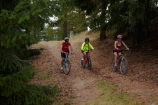 Alps-2-Ocean-cycle-trail;Alps-to-ocean-cycle-trail;bicycle;bicycles;bike;bike-track;bike-tracks;bike-trail;bike-trails;bikes;boy;boys;Canterbury;child;children;cycle;cycle-track;cycle-tracks;cycle-trail;cycle-trails;cycler;cyclers;cycles;cyclist;cyclists;excercise;excercising;families;family;forest;forests;girl;girls;kid;kids;Mackenzie-Country;Mackenzie-District;mountain-bike;mountain-biker;mountain-bikers;mountain-bikes;mtn-bike;mtn-biker;mtn-bikers;mtn-bikes;N.Z.;New-Zealand;NZ;outdoor;outdoors;people;person;push-bike;push-bikes;push_bike;push_bikes;pushbike;pushbikes;S.I.;SI;South-Canterbury;South-Is;South-Is.;South-Island;Sth-Is;tree;trees
