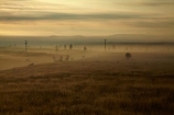 Canterbury;fog;foggy;fogs;line;lines;Mackenzie-Country;Mackenzie-District;mist;mists;misty;morning;New-Zealand;NZ;pole;poles;post;posts;power-line;power-lines;power-pole;power-poles;S.I.;SI;South-Canterbury;South-Is;South-Island;Sth-Is;telegraph-line;telegraph-lines;telegraph-pole;telegraph-poles;wire;wires