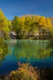 autuminal;autumn;autumn-colour;autumn-colours;autumnal;briar;briars;calm;Canterbury;color;colors;colour;colours;deciduous;fall;gold;golden;leaf;leaves;Mackenzie-Country;New-Zealand;North-Otago;NZ;Ohau-River;placid;quiet;reflected;reflection;reflections;rosehip-bush;rosehip-bushes;rosehips;S.I.;season;seasonal;seasons;serene;SI;smooth;South-Canterbury;South-Is;South-Island;Sth-Is;still;tranquil;tree;trees;Waitaki-District;Waitaki-Region;water;willow;willow-tree;willow-trees;willows;yellow
