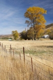 agricultural;agriculture;autuminal;autumn;autumn-colour;autumn-colours;autumnal;Benmore-Station;Clearburn;color;colors;colour;colours;country;countryside;deciduous;fall;farm;farming;farmland;farms;field;fields;meadow;meadows;N.Z.;New-Zealand;North-Otago;NZ;Otago;paddock;paddocks;pasture;pastures;rural;S.I.;season;seasonal;seasons;SI;South-Island;tree;trees;Waitaki-District;Waitaki-Region