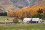 agricultural;agriculture;Aoraki-Mt-Cook;autuminal;autumn;autumn-colour;autumn-colours;autumnal;color;colors;colour;colours;country;countryside;deciduous;fall;farm;Farm-Building;Farm-Buildings;Farm-Shed;Farm-Sheds;farming;farmland;farms;field;fields;Glentanner-Station;Larch-Trees;larches;leaf;leaves;Mackenzie-Country;Mackenzie-District;meadow;meadows;N.Z.;New-Zealand;NZ;paddock;paddocks;pasture;pastures;rural;S.I;season;seasonal;seasons;Shearing-Shed;Shearing-Sheds;Sheep-Shed;Sheep-Sheds;SI;South-Canterbury;South-Is;South-Island;tree;trees;Wool-Shed;Wool-Sheds;woolshed;woolsheds