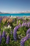 Canterbury;color;colors;colour;colours;fields;floral;flower;flowering;flowers;garden;gardens;Lake-Tekapo;lilac;lupin;lupine;lupines;lupins;lupinus;Mackenzie-Country;mauve;N.Z.;New-Zealand;NZ;purple;S.I.;SI;Sibbald-Range;South-Canterbury;South-Is.;South-Island;spring;springtime;summer;summertime;Tekapo;Two-Thumb-Range;violet;wild-flower;wild-flowers;wild-lupins;wild_flower;wild_flowers;wildflower;wildflowers
