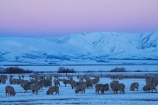 agricultural;agriculture;altitude;Canterbury;cold;country;countryside;dusk;evening;farm;farming;farmland;farms;field;fields;freeze;freezing;high-altitude;livestock;Mackenzie-Country;meadow;meadows;mount;mountain;mountain-peak;mountainous;mountains;mountainside;mt;mt.;N.Z.;New-Zealand;NZ;paddock;paddocks;pasture;pastures;peak;peaks;pink;pink-sky;range;ranges;rural;S.I.;season;seasonal;seasons;sheep;SI;snow;snow-capped;snow_capped;snowcapped;snowy;Snowy-Farmland;South-Canterbury;South-Is;South-Island;stock;summit;summits;Tekapo;twilight;white;winter;wintery