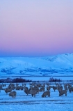 agricultural;agriculture;altitude;Canterbury;cold;country;countryside;dusk;evening;farm;farming;farmland;farms;field;fields;freeze;freezing;high-altitude;livestock;Mackenzie-Country;meadow;meadows;mount;mountain;mountain-peak;mountainous;mountains;mountainside;mt;mt.;N.Z.;New-Zealand;NZ;paddock;paddocks;pasture;pastures;peak;peaks;pink;pink-sky;range;ranges;rural;S.I.;season;seasonal;seasons;sheep;SI;snow;snow-capped;snow_capped;snowcapped;snowy;Snowy-Farmland;South-Canterbury;South-Is;South-Island;stock;summit;summits;Tekapo;twilight;white;winter;wintery