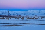 agricultural;agriculture;altitude;Canterbury;cold;country;countryside;dusk;evening;farm;farming;farmland;farms;field;fields;freeze;freezing;high-altitude;livestock;Mackenzie-Country;meadow;meadows;mount;mountain;mountain-peak;mountainous;mountains;mountainside;mt;mt.;N.Z.;New-Zealand;NZ;paddock;paddocks;pasture;pastures;peak;peaks;pink;pink-sky;range;ranges;rural;S.I.;season;seasonal;seasons;sheep;SI;snow;snow-capped;snow_capped;snowcapped;snowy;Snowy-Farmland;South-Canterbury;South-Is;South-Island;stock;summit;summits;Tekapo;twilight;white;winter;wintery