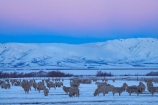 agricultural;agriculture;altitude;Canterbury;cold;country;countryside;dusk;evening;farm;farming;farmland;farms;field;fields;freeze;freezing;high-altitude;livestock;Mackenzie-Country;meadow;meadows;mount;mountain;mountain-peak;mountainous;mountains;mountainside;mt;mt.;N.Z.;New-Zealand;NZ;paddock;paddocks;pasture;pastures;peak;peaks;pink;pink-sky;range;ranges;rural;S.I.;season;seasonal;seasons;sheep;SI;snow;snow-capped;snow_capped;snowcapped;snowy;Snowy-Farmland;South-Canterbury;South-Is;South-Island;stock;summit;summits;Tekapo;twilight;white;winter;wintery
