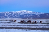 agricultural;agriculture;altitude;Canterbury;cattle;cold;country;countryside;cows;dusk;evening;farm;farming;farmland;farms;field;fields;freeze;freezing;high-altitude;livestock;Mackenzie-Country;meadow;meadows;mount;mountain;mountain-peak;mountainous;mountains;mountainside;mt;mt.;N.Z.;New-Zealand;NZ;paddock;paddocks;pasture;pastures;peak;peaks;range;ranges;rural;S.I.;season;seasonal;seasons;SI;snow;snow-capped;snow_capped;snowcapped;snowy;Snowy-Farmland;South-Canterbury;South-Is;South-Island;stock;summit;summits;Tekapo;twilight;white;winter;wintery