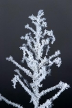 cold;freeze;freezes;frost;frosted;frosty;frozen;grass;hoar;hoar-frost;ice;icy;leaf;leaves;Mackenzie-Country;New-Zealand;plant;season;seasonal;seasons;seed-head;South-Island;Twizel;winter;wintry