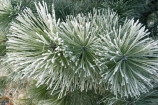 cold;conifer;conifers;evergreen;evergreens;freeze;freezes;frost;frosted;frosty;frozen;hoar;hoar-frost;ice;icy;leaf;leaves;Mackenzie-Country;needle;needles;New-Zealand;pine;pine-needles;pine-tree;pine-trees;pines;pinetree;pinetrees;plant;season;seasonal;seasons;South-Island;Twizel;winter;wintry
