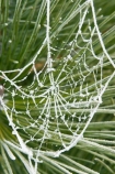 cold;conifer;conifers;evergreen;evergreens;freeze;freezes;frost;frosted;frosty;frozen;hoar;hoar-frost;ice;icy;leaf;leaves;Mackenzie-Country;needle;needles;net;nets;New-Zealand;pine;pine-needles;pine-tree;pine-trees;pines;pinetree;pinetrees;plant;season;seasonal;seasons;South-Island;spider-web;spider-webs;Twizel;web;webs;winter;wintry
