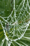 cold;conifer;conifers;evergreen;evergreens;freeze;freezes;frost;frosted;frosty;frozen;hoar;hoar-frost;ice;icy;leaf;leaves;Mackenzie-Country;needle;needles;net;nets;New-Zealand;pine;pine-needles;pine-tree;pine-trees;pines;pinetree;pinetrees;plant;season;seasonal;seasons;South-Island;spider-web;spider-webs;Twizel;web;webs;winter;wintry
