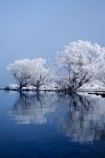 beautiful;calm;calmness;clean;clear;cold;Coldness;Color;Colour;Daytime;Exterior;extreme-weather;freeze;freezing;freezing-fog;frost;Frosted;frosty;frozen;high-country;hoar-frost;hoar-frosts;Hoarfrost;hoarfrosts;ice;ice-crystals;icy;idyllic;lake;Lake-Ohau;lakes;Landscape;Landscapes;Mackenzie-Country;N.Z.;natural;Nature;New-Zealand;NZ;Outdoor;Outdoors;Outside;peaceful;Peacefulness;phenomena;phenomenon;placid;pure;quiet;Quietness;reflection;reflections;rime;rime-ice;S.I.;Scenic;Scenics;season;seasonal;seasons;serene;SI;silence;smooth;South-Canterbury;South-Is;south-island;spectacular;still;stunning;tranquil;tranquility;view;water;weather;White;willow-tree;willow-trees;willows;winter;Wintertime;wintery;wintry