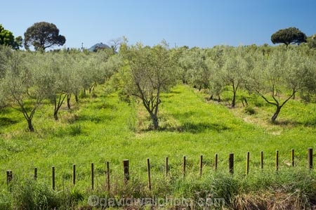 B.O.P.;Bay-of-Plenty;BOP;country;countryside;crop;crops;farm;farming;farmland;farms;field;fruit;fruit-tree;fruit-trees;horticulture;N.I.;N.Z.;New-Zealand;NI;North-Is;North-Island;NZ;olive;olive-orchard;olive-orchards;olive-tree;olive-trees;olives;orchard;orchards;row;rows;rural;tree;trees;Whakatane