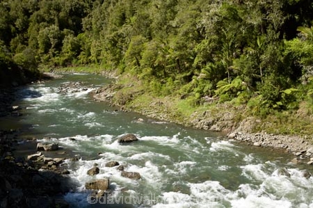 B.O.P.;Bay-of-Plenty;BOP;bush;clean;clean-river;clean-rivers;clean-water;forest;forests;N.I.;N.Z.;native;native-bush;natural;New-Zealand;NI;nikau-palm;nikau-palms;North-Is;North-Island;NZ;rapids;river;rivers;Waioeka-Gorge;Waioeka-River;water;white-water