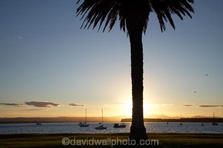 B.O.P.;Bay-of-Plenty;boat;boats;BOP;coast;coastal;coastline;coastlines;coasts;dusk;evening;foreshore;mast;masts;Mount-Maunganui;Mt-Maunganui;Mt.-Maunganui;N.I.;N.Z.;New-Zealand;NI;nightfall;North-Is;North-Island;NZ;ocean;orange;palm;palm-tree;palm-trees;palms;sea;shore;shoreline;shorelines;shores;silhouette;sky;sunset;sunsets;Tauranga-Harbor;Tauranga-Harbour;twilight;water;yacht;yachts