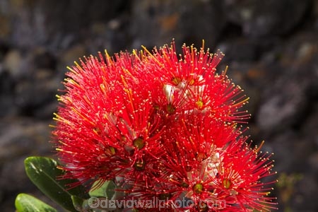 Bay-of-Plenty;crimson;flower;flowers;metrosideros-excelsa;Mount-Maunganui;Mt-Maunganui;Mt.-Maunganui;N.I.;N.Z.;New-Zealand;NI;North-Is;North-Is.;North-Island;NZ;plant;plants;pohutakawa;pohutakawas;pohutukawa;pohutukawa-flower;pohutukawa-flowers;pohutukawa-tree;pohutukawa-trees;pohutukawas;red;Tauranga;tree;trees