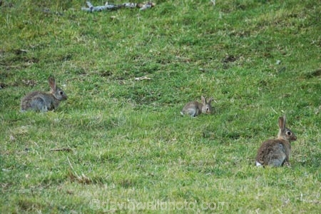 Bay-of-Plenty;Mount-Maunganui;Mt-Maunganui;Mt.-Maunganui;N.I.;N.Z.;New-Zealand;NI;North-Is;North-Is.;North-Island;NZ;pest;pests;rabbit;rabbits;Tauranga;vermin