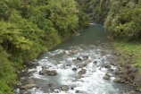 B.O.P.;Bay-of-Plenty;BOP;bush;clean;clean-river;clean-rivers;clean-water;cyathea;fern;ferns;forest;forests;frond;fronds;N.I.;N.Z.;native;native-bush;natural;New-Zealand;NI;North-Is;North-Island;NZ;plant;plants;ponga;pongas;punga;pungas;rapids;river;rivers;tree-fern;tree-ferns;Waioeka-Gorge;Waioeka-River;water;white-water
