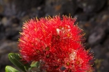 Bay-of-Plenty;crimson;flower;flowers;metrosideros-excelsa;Mount-Maunganui;Mt-Maunganui;Mt.-Maunganui;N.I.;N.Z.;New-Zealand;NI;North-Is;North-Is.;North-Island;NZ;plant;plants;pohutakawa;pohutakawas;pohutukawa;pohutukawa-flower;pohutukawa-flowers;pohutukawa-tree;pohutukawa-trees;pohutukawas;red;Tauranga;tree;trees