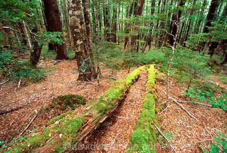 green;nature;natural;scenic;scene;beautiful;beauty;bush;forest;forestry;forests;fern;ferns;rainforest;rain_forest;rainforests;rain_forests;rain-forest;rain-forests;verdant;alive;track;tracks;beech;nelson-lakes-national-park;nelson-lakes;national-parks;log;fallen;moss;mossy;trunk;tree;trees;lush