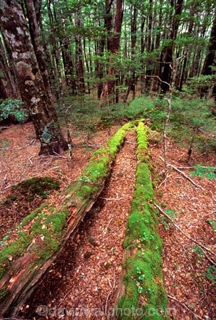green;nature;natural;scenic;scene;beautiful;beauty;bush;forest;forestry;forests;fern;ferns;rainforest;rain_forest;rainforests;rain_forests;rain-forest;rain-forests;verdant;alive;track;tracks;beech;nelson-lakes-national-park;nelson-lakes;national-parks;log;fallen;moss;mossy;trunk;tree;trees;lush