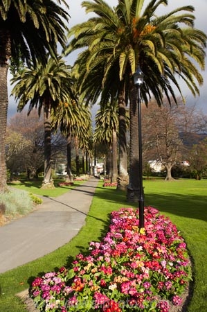 Anzac-Sq;Anzac-Sq.;Anzac-Square;bloom;blooming;blooms;fresh;grow;growth;N.Z.;Nelson;Nelson-City;Nelson-Region;New-Zealand;NZ;palm-tree;Palm-Trees;park;parks;pink;polyanthus;renew;S.I.;season;seasonal;seasons;SI;South-Is.;South-Island;spring;Spring-Flowers;springtime