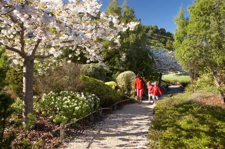 bloom;blooming;blooms;blossom;blossoming;blossoms;botanic-garden;botanic-gardens;botanical-garden;botanical-gardens;families;family;fresh;garden;gardens;grow;growth;Miyazu-Garden;Miyazu-Japanese-Garden;Myazu;N.Z.;Nelson;Nelson-City;Nelson-Region;New-Zealand;NZ;people;person;renew;S.I.;season;seasonal;seasons;SI;South-Is.;South-Island;spring;springtime