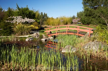 bloom;blooming;blooms;blossom;blossoming;blossoms;botanic-garden;botanic-gardens;botanical-garden;botanical-gardens;bridge;bridges;fresh;garden;gardens;grow;growth;Miyazu-Garden;Miyazu-Japanese-Garden;Myazu;N.Z.;Nelson;Nelson-City;Nelson-Region;New-Zealand;NZ;reed;reeds;renew;S.I.;season;seasonal;seasons;SI;South-Is.;South-Island;spring;springtime