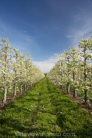 bloom;blooming;blooms;blossom;blossoming;blossoms;country;countryside;crop;crops;farm;farming;farmland;farms;field;fresh;fruit;fruit-tree;fruit-trees;grow;growth;horticulture;Motueka;N.Z.;Nelson-Region;New-Zealand;NZ;orchard;orchards;pear;pear-orchard;pear-orchards;pear-tree;pear-trees;pears;renew;row;rows;rural;S.I.;season;seasonal;seasons;SI;South-Is.;South-Island;spring;springtime;tree;trees