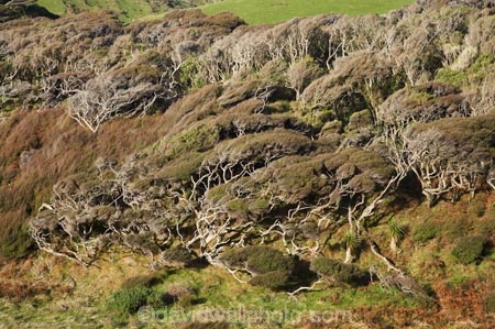 Cape-Farewell;harsh-climate;manuka;N.Z.;Nelson-Region;New-Zealand;NZ;S.I.;SI;South-Is.;South-Island;wind;wind-sculptured;wind_blown-manuka-trees;Windblown-Manuka;windblown-trees;windy