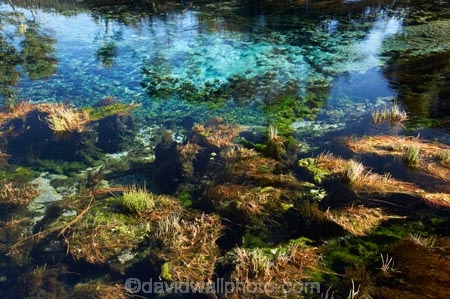 clean;clear;fresh-water;freshwater;Golden-Bay;mineral;N.Z.;natural;Nelson-Region;New-Zealand;NZ;Pupu-Springs;pure;purity;S.I.;SI;South-Is.;South-Island;spring;springs;Takaka;Te-Waikoropupu-Springs;Waikoropupu;Waikoropupu-Springs;water
