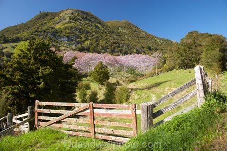 bloom;blooming;blooms;forest;forests;fresh;gate;gates;gateway;gateways;Golden-Bay;grow;growth;Lamiales;lilac;Magnoliophyta;Magnoliopsida;mauve;N.Z.;Nelson-Region;New-Zealand;NZ;Paulownia;Paulownia-Plantation;Paulownia-Tree;Paulownia-Trees;Paulowniaceae;Paulownias;plantation;plantations;purple;renew;S.I.;season;seasonal;seasons;SI;South-Is.;South-Island;spring;Spring-Flower;springtime;Takaka;tree;trees;violet