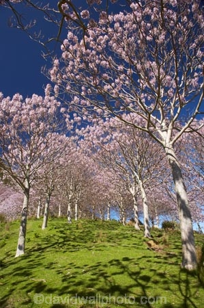 bloom;blooming;blooms;forest;forests;fresh;Golden-Bay;grow;growth;Lamiales;lilac;Magnoliophyta;Magnoliopsida;mauve;N.Z.;Nelson-Region;New-Zealand;NZ;Paulownia;Paulownia-Plantation;Paulownia-Tree;Paulownia-Trees;Paulowniaceae;Paulownias;plantation;plantations;purple;renew;S.I.;season;seasonal;seasons;SI;South-Is.;South-Island;spring;Spring-Flower;springtime;Takaka;tree;trees;violet