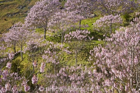 bloom;blooming;blooms;forest;forests;fresh;Golden-Bay;grow;growth;Lamiales;lilac;Magnoliophyta;Magnoliopsida;mauve;N.Z.;Nelson-Region;New-Zealand;NZ;Paulownia;Paulownia-Plantation;Paulownia-Tree;Paulownia-Trees;Paulowniaceae;Paulownias;plantation;plantations;purple;renew;S.I.;season;seasonal;seasons;SI;South-Is.;South-Island;spring;Spring-Flower;springtime;Takaka;tree;trees;violet