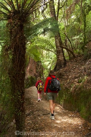 Abel-Tasman-Coast-Track;Abel-Tasman-Coastal-Track;Abel-Tasman-N.P.;Abel-Tasman-National-Park;Abel-Tasman-NP;beautiful;beauty;bush;child;children;endemic;families;family;female;fern;ferns;forest;forests;green;hike;hiker;hikers;hiking;kids;model-release;model-released;mother;mothers;N.Z.;national-park;national-parks;native;native-bush;natives;natural;nature;Nelson-Region;New-Zealand;NZ;people;person;S.I.;scene;scenic;SI;South-Is.;South-Island;timber;tramp;tramper;trampers;tramping;tree;trees;trek;treker;trekers;treking;trekker;trekkers;trekking;walk;walker;walkers;walking;woman;women;wood;woods