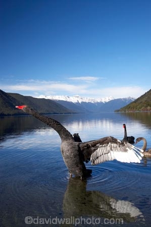 aquatic-bird;bird;birds;black-swan;Black-Swans;calm;Cygnus-atratus;lake;Lake-Rotoroa;lakes;mount;mountain;mountain-peak;mountainous;mountains;mountainside;mt;mt.;N.Z.;national-park;national-parks;Nelson-District;Nelson-Lakes-N.P.;Nelson-Lakes-National-Park;Nelson-Lakes-NP;Nelson-Region;New-Zealand;NZ;outdoors;peak;peaks;placid;quiet;range;ranges;reflection;reflections;S.I.;Saint-Arnaud;serene;SI;smooth;snow;snow-capped;snow_capped;snowcapped;snowy;South-Is;South-Island;St-Arnaud;St.-Arnaud;still;summit;summits;swan;swans;Tasman-District;Tasman-Region;tranquil;Travers-Range;water;waterfowl