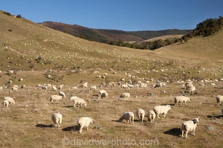 agricultural;agriculture;country;countryside;farm;farming;farmland;farms;field;fields;meadow;meadows;N.Z.;Nelson-District;Nelson-Region;New-Zealand;NZ;paddock;paddocks;pasture;pastures;rural;S.I.;sheep;SI;South-Is;South-Island;St-Arnaud;stock;Tasman-District;Tasman-Region